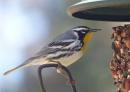 Yellow throated warbler